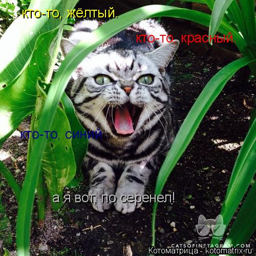 Котоматрица: кто-то, жёлтый. кто-то, красный. а я вот, по серенел! кто-то, синий