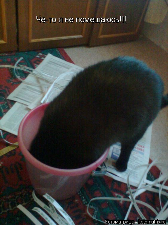 Чё-то я не помещаюсь!!!... Котоматрица: Чё-то я не помещаюсь!!!