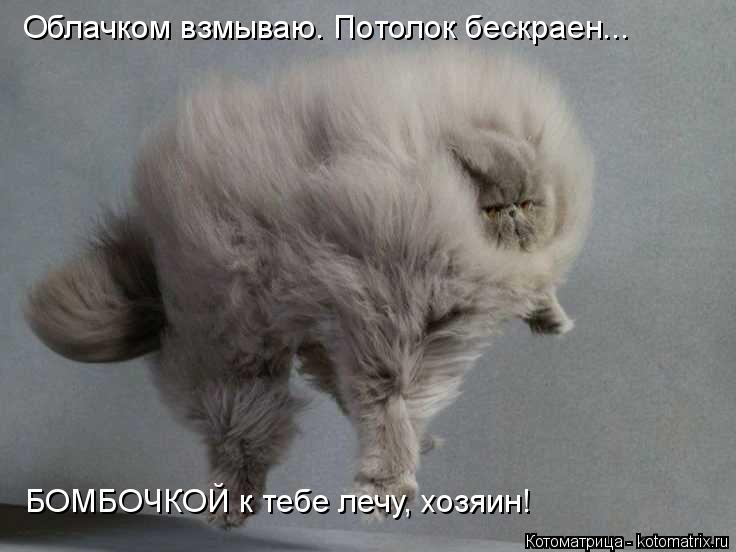 Котоматрица: Облачком взмываю. Потолок бескраен... БОМБОЧКОЙ к тебе лечу, хозяин!
