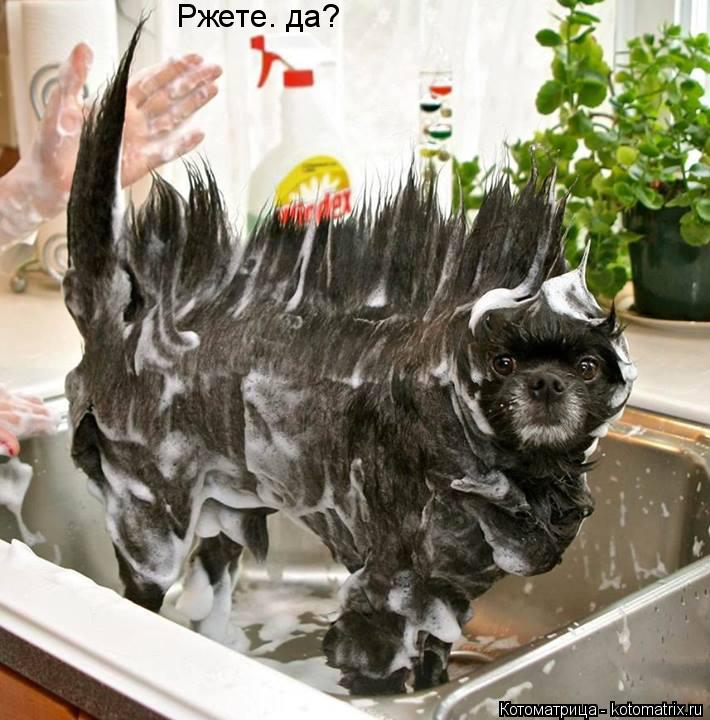 Котоматрица: Ржете. да?