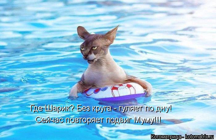 Где Шарик? Без круга - гуляет по дну! Сейчас повторяет подвиг Муму!!!... Котоматрица: Где Шарик? Без круга - гуляет по дну! Сейчас повторяет подвиг Муму!!!
