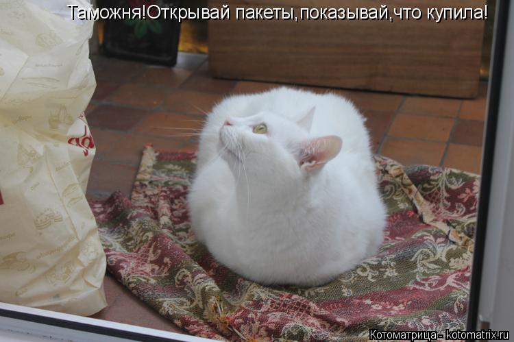 Котоматрица: Таможня!Открывай пакеты,показывай,что купила!