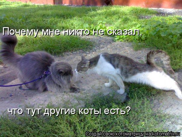 Почему мне никто не сказал, что тут другие коты есть?... Котоматрица: Почему мне никто не сказал, что тут другие коты есть?