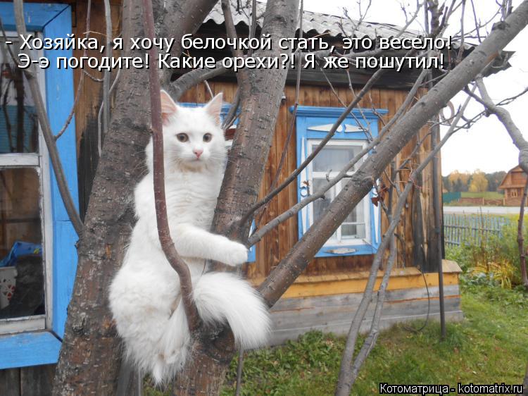 Котоматрица: - Хозяйка, я хочу белочкой стать, это весело! Э-э погодите! Какие орехи?! Я же пошутил!