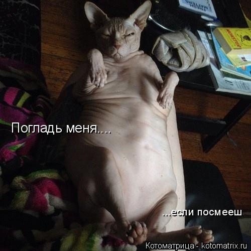 Погладь меня.... ...если посмееш... Котоматрица: Погладь меня.... ...если посмееш