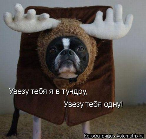 Котоматрица: Увезу тебя я в тундру,  Увезу тебя одну!