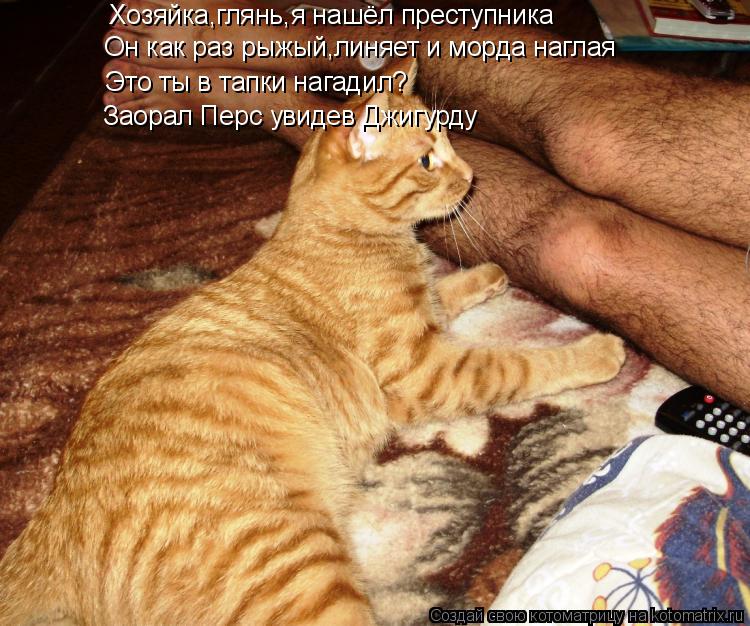 Хозяйка,глянь,я нашёл преступника Он как раз рыжый,линяет и морда наглая Это ты в тапки нагадил? Заор... Котоматрица: Хозяйка,глянь,я нашёл преступника Он как раз рыжый,линяет и морда наглая Это ты в тапки нагадил? Заорал Перс увидев Джигурду