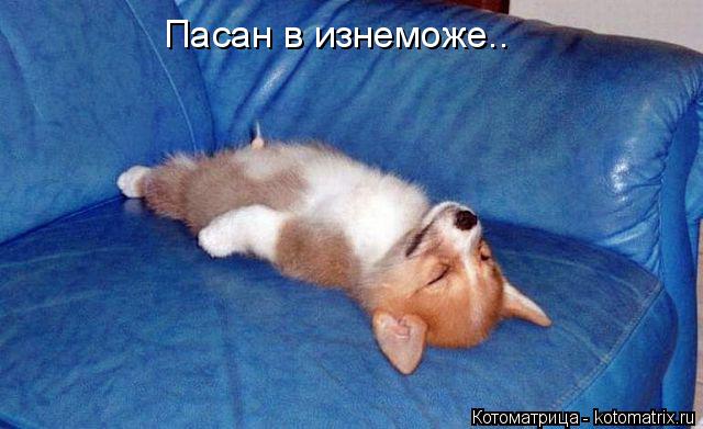 Пасан в изнеможе..... Котоматрица: Пасан в изнеможе..