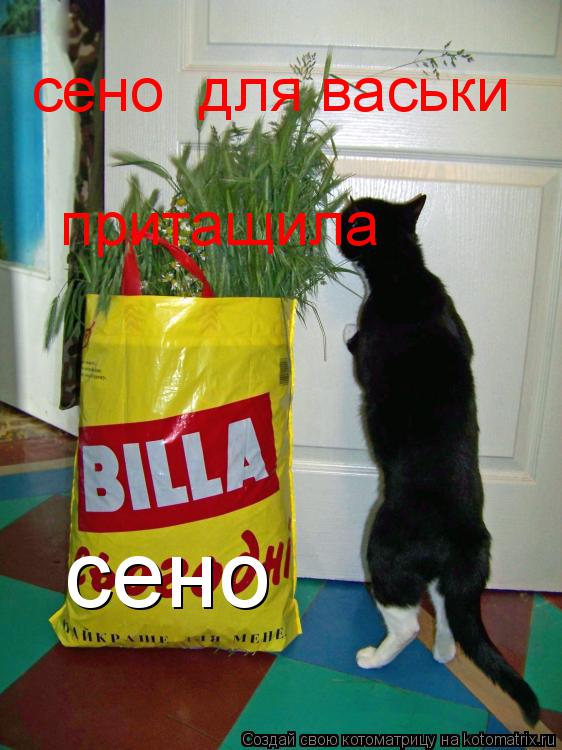 Котоматрица: сено  сено  для васьки  притащила
