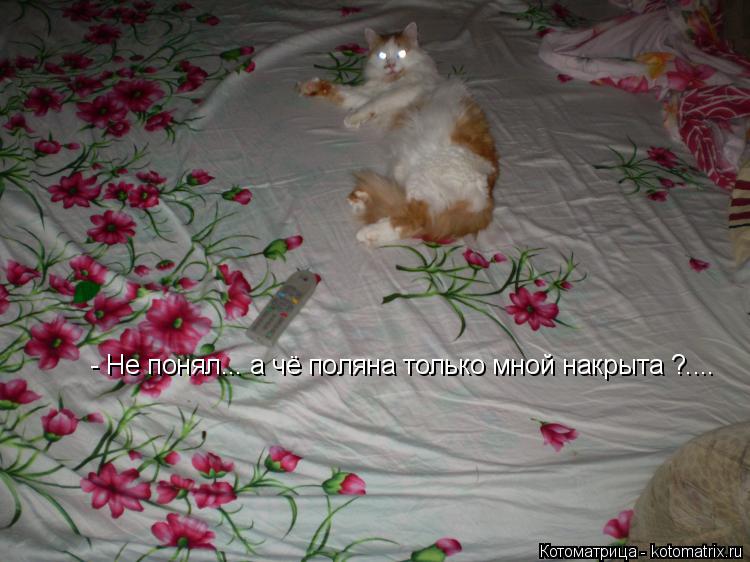 Котоматрица: - Не понял... а чё поляна только мной накрыта ?....