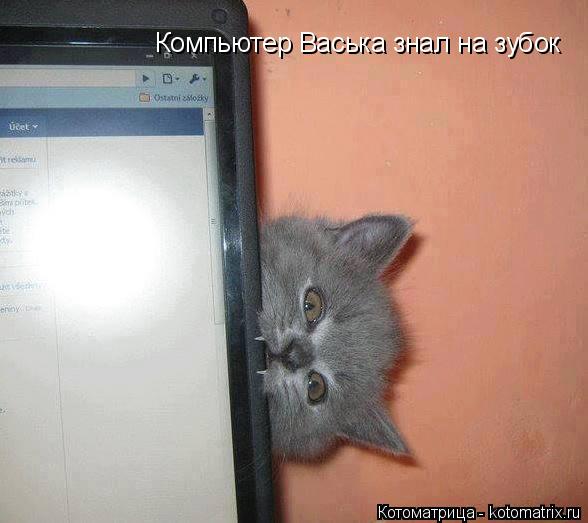 Компьютер Васька знал на зубок... Котоматрица: Компьютер Васька знал на зубок