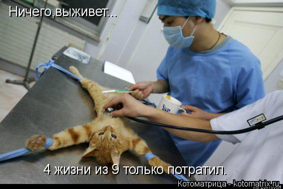 Ничего,выживет... 4 жизни из 9 только потратил.... Котоматрица: Ничего,выживет... 4 жизни из 9 только потратил.