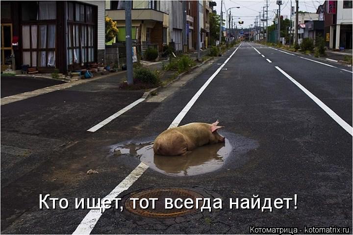 Котоматрица: Кто ищет, тот всегда найдет!