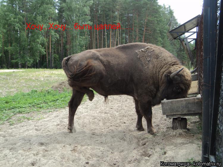 Хочу...Хочу....быть цаплей......... Котоматрица: Хочу...Хочу....быть цаплей......