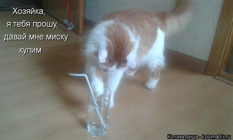 Хозяйка, я тебя прошу, давай мне миску купим... Котоматрица: Хозяйка, я тебя прошу, давай мне миску купим
