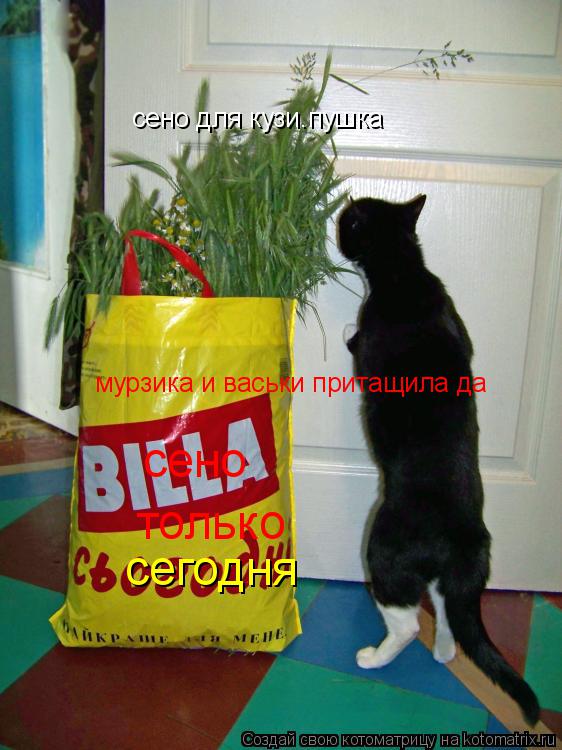 сено для кузи.пушка мурзика и васьки притащила да сено только сегодня... Котоматрица: сено для кузи.пушка мурзика и васьки притащила да сено только сегодня