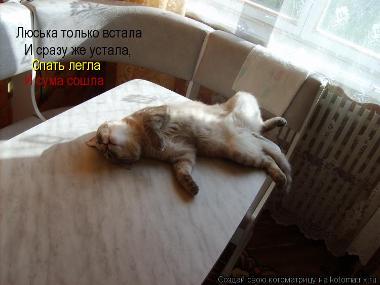 Люська только встала И сразу же устала, Спать легла И сума сошла... Котоматрица: Люська только встала И сразу же устала, Спать легла И сума сошла