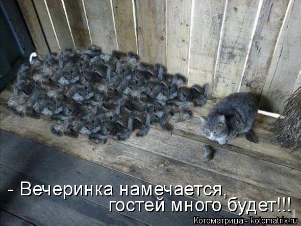 Котоматрица: - Вечеринка намечается,  гостей много будет!!!