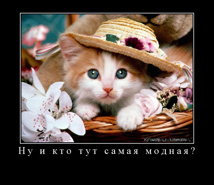 Котоматрица: Ну и кто тут самая модная? 