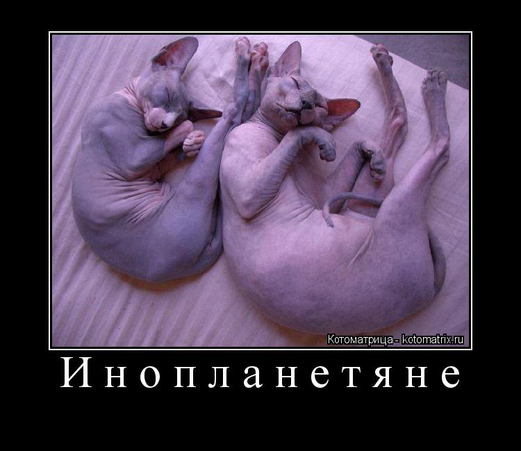 Котоматрица: Инопланетяне 