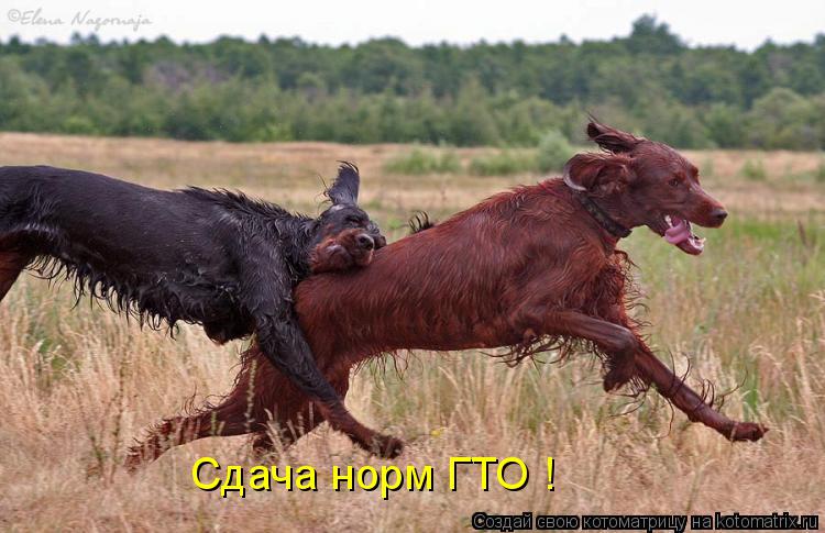 Котоматрица: Сдача норм ГТО !