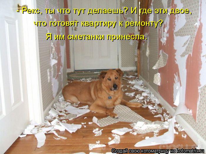 - Рекс, ты что тут делаешь? И где эти двое, что готовят квартиру к ремонту? Я им сметанки принесла.... Котоматрица: - Рекс, ты что тут делаешь? И где эти двое, что готовят квартиру к ремонту? Я им сметанки принесла.