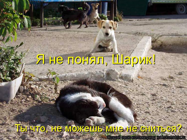 Котоматрица: Я не понял, Шарик! Ты что, не можешь мне не сниться?