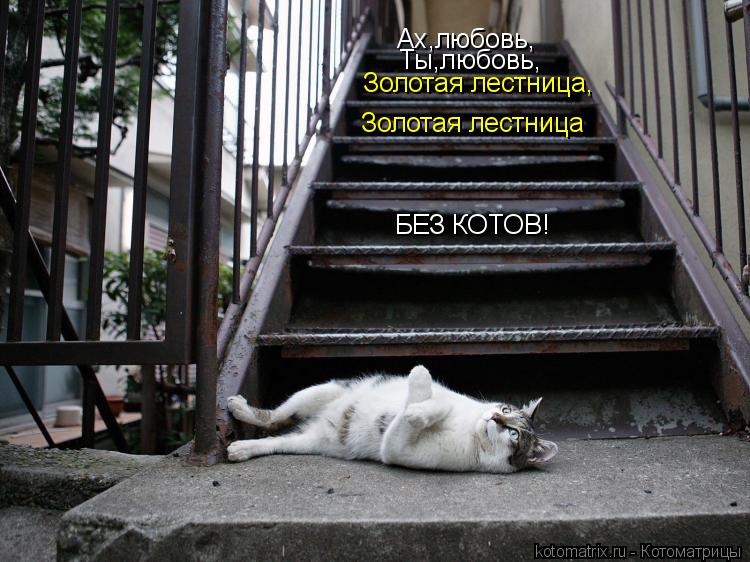 Котоматрица: Ах,любовь, Ты,любовь, Золотая лестница, Золотая лестница БЕЗ КОТОВ!