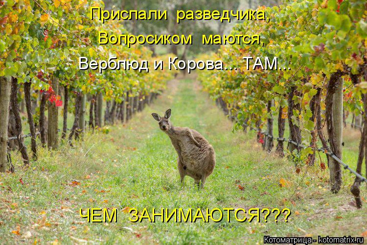 Котоматрица: ЧЕМ  ЗАНИМАЮТСЯ??? Прислали  разведчика,  Вопросиком  маются, Верблюд и Корова... ТАМ...