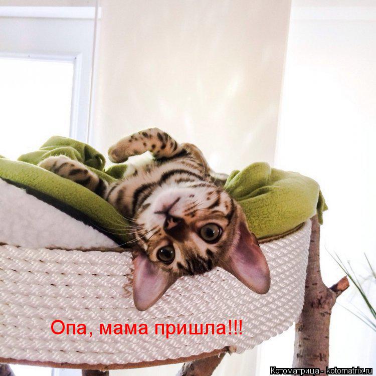 Котоматрица: Опа, мама пришла!!!