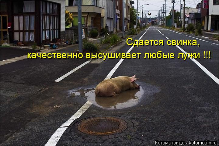 Котоматрица: Сдается свинка,  качественно высушивает любые лужи !!!