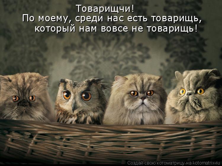 Котоматрица: Товарищчи! По моему, среди нас есть товарищь, который нам вовсе не товарищь!