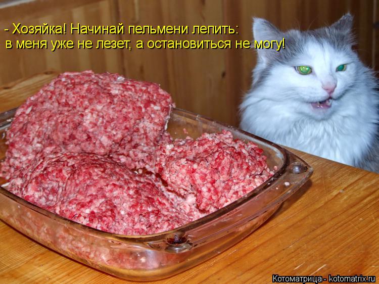 Котоматрица: - Хозяйка! Начинай пельмени лепить: в меня уже не лезет, а остановиться не могу!