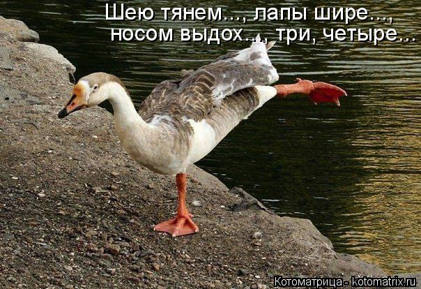 носом выдох..., три, четыре... Шею тянем..., лапы шире...,... Котоматрица: носом выдох..., три, четыре... Шею тянем..., лапы шире...,