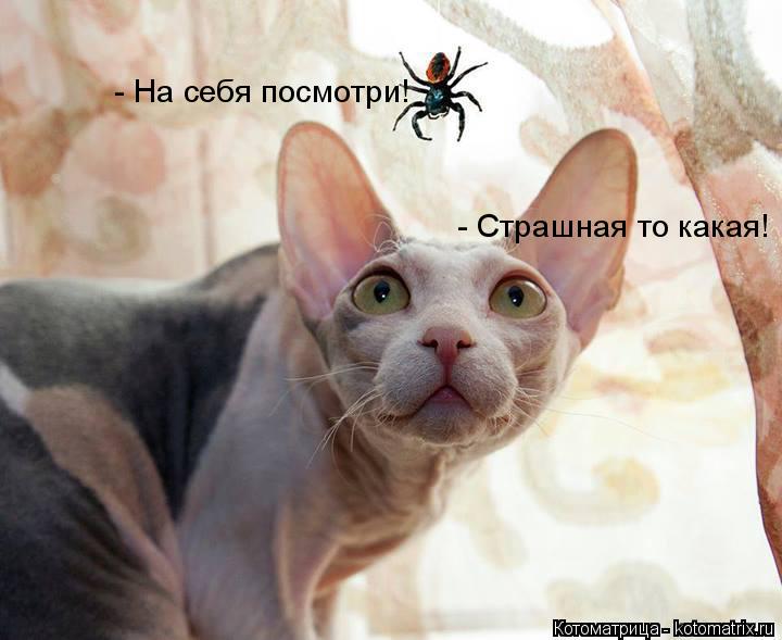 Котоматрица: - Страшная то какая! - На себя посмотри!