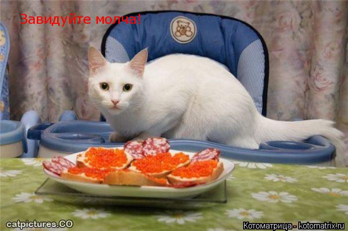 Котоматрица: Завидуйте молча!
