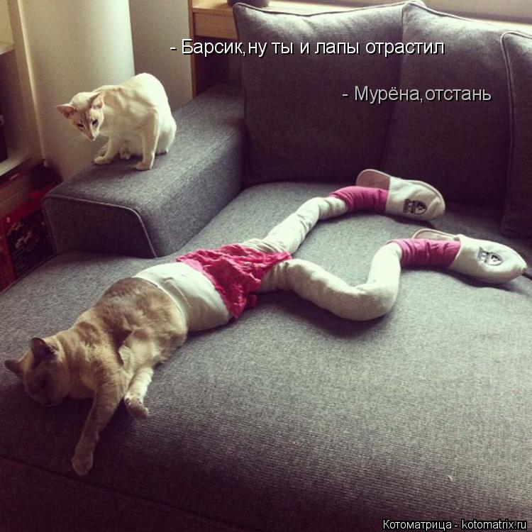 Котоматрица: - Барсик,ну ты и лапы отрастил - Мурёна,отстань