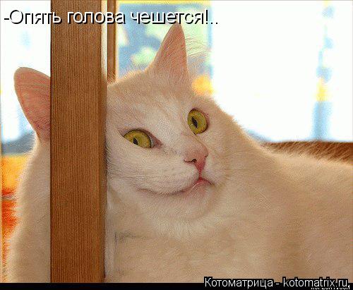 Котоматрица: -Опять голова чешется!..