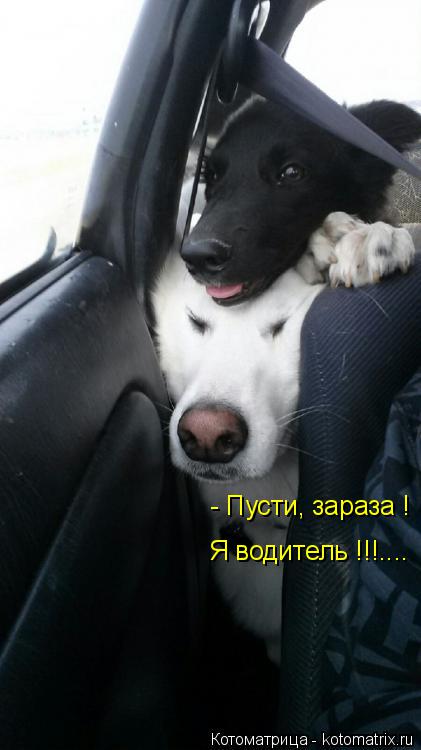 Котоматрица: - Пусти, зараза ! Я водитель !!!....