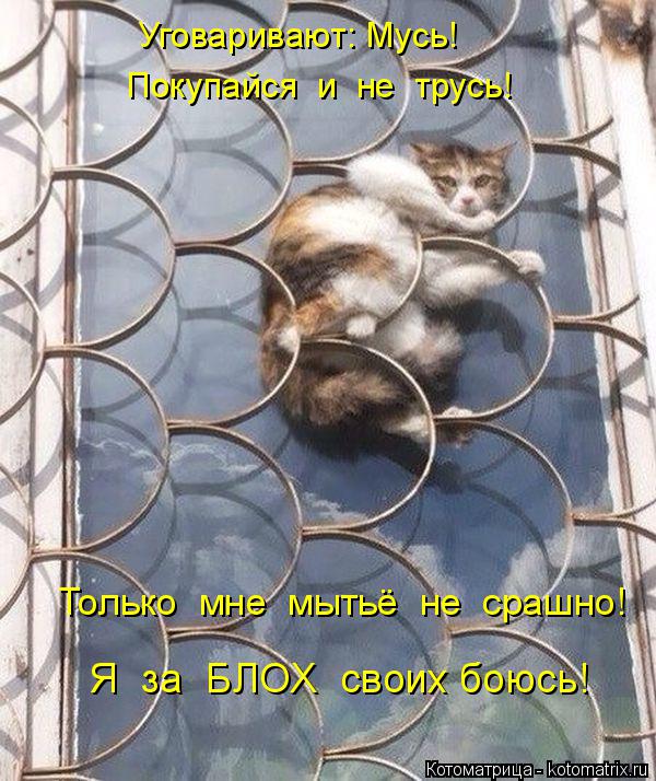 Котоматрица: Уговаривают: Мусь!  Покупайся  и  не  трусь!  Только  мне  мытьё  не  срашно! Я  за  БЛОХ  своих боюсь!