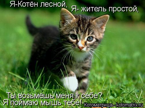 Котоматрица: Я-Котён лесной, Я- житель простой, Ты возьмёшь меня к себе? Я поймаю мышь тебе!