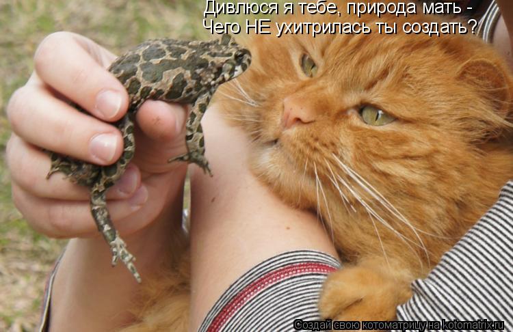 Котоматрица: Дивлюся я тебе, природа мать - Чего НЕ ухитрилась ты создать?