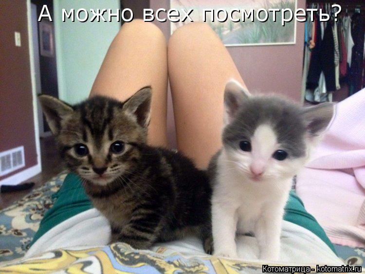 Котоматрица: А можно всех посмотреть?