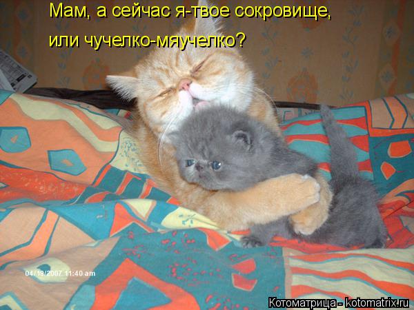 Мам, а сейчас я-твое сокровище, или чучелко-мяучелко?... Котоматрица: Мам, а сейчас я-твое сокровище, или чучелко-мяучелко?