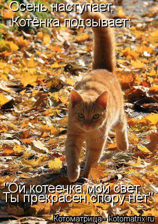 Котоматрица: Осень наступает, Котёнка подзывает: "Ой,котеечка,мой свет, Ты прекрасен,спору нет"