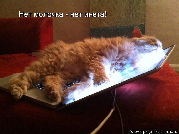 Котоматрица: Нет молочка - нет инета!