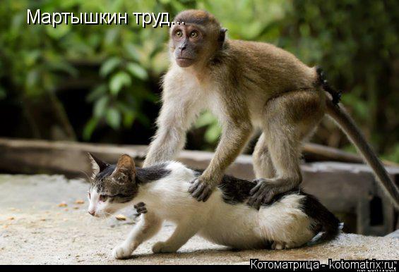 Котоматрица: Мартышкин труд...