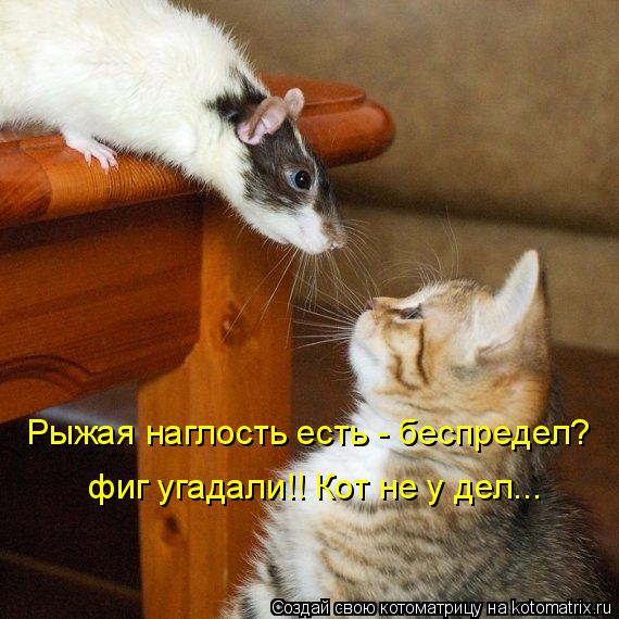 Рыжая наглость есть - беспредел? фиг угадали!! Кот не у дел...... Котоматрица: Рыжая наглость есть - беспредел? фиг угадали!! Кот не у дел...