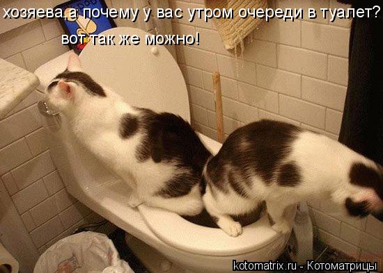 Котоматрица: хозяева,а почему у вас утром очереди в туалет? вот так же можно!