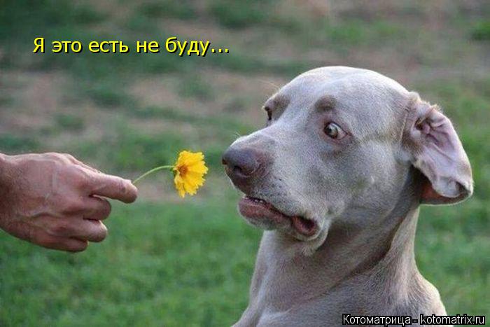 Я это есть не буду...... Котоматрица: Я это есть не буду...